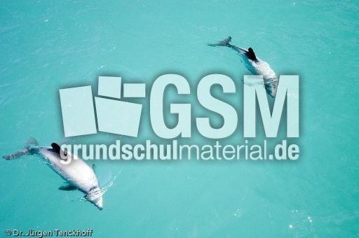 Hector-Delfin (6 von 15).jpg